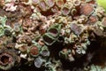 Colorful lichens, greyish brown lichen Physcia stellaris growing on a branch of tree Royalty Free Stock Photo