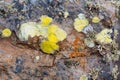 Colorful lichens on lava rocks Lanzarote