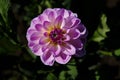 Colorful light purple Dahlia flowers in bloom