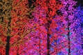 Colorful Light Tree