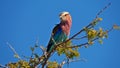 Colorful lilac-breasted roller bird with beautiful purple, blue and turquoise plumage sitting on a branch in Etosha National Park. Royalty Free Stock Photo