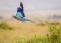 A colorful lilac-breasted roller bird takes flight