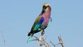 Lilac-breasted roller perched on a branch, Etosha National Park, Namibia