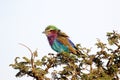 Colorful lilac-breasted Roller perched