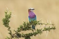 A colorful lilac-breasted roller sitting on tree during safari in Serengeti National Park, Tanzania. Wild nature of Africa