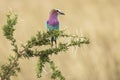 A colorful lilac-breasted roller sitting on tree during safari in Serengeti National Park, Tanzania. Wild nature of Africa