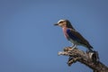 A colorful lilac-breasted roller sitting on tree during safari in Tarangire National Park, Tanzania