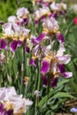 Colorful lilac-burgundy irises in the garden, blooming beautiful bearded iris flower. Floral background Royalty Free Stock Photo