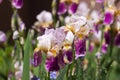 Colorful lilac-burgundy irises in the garden, blooming beautiful bearded iris flower. Floral background Royalty Free Stock Photo