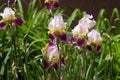 Colorful lilac-burgundy irises in the garden, blooming beautiful bearded iris flower. Floral background Royalty Free Stock Photo