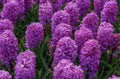 Colorful lilac hyacinth flowers blossom in dutch spring garden Keukenhof Royalty Free Stock Photo