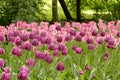 Colorful lilac and rosy tulips flowerbed