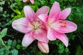 Colorful lilies with green leaves. Beauty of nature. Summer flowers. Drops of water. Petals. Wallpaper