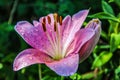 Colorful lilies with green leaves. Summer flowers. Drops of water. Petals. Wallpaper