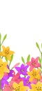 Colorful lilies illustration, yellow purple flowers green leaves. Floral background concept Royalty Free Stock Photo