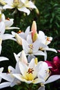 Colorful lillies in a summer garden.