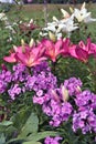 Colorful lillies in a summer garden.