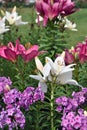 Colorful lillies in a summer garden.