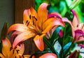 Colorful lillies. Royalty Free Stock Photo