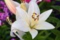 Colorful lillies in a summer garden.