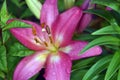 Colorful lillies in a summer garden.