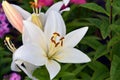 Colorful lillies in a summer garden.