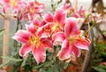 Colorful lily flower spring in garden