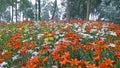 Colorful lily flowers with trees