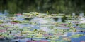 Colorful lily pads floating in a quiet pond Royalty Free Stock Photo