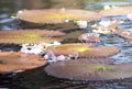 Colorful Lily Pads in the Garden