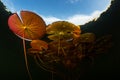 Colorful Lily Pads Grow in New England Pond Royalty Free Stock Photo