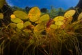 Colorful Lily Pads in New England Lake Royalty Free Stock Photo