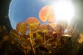 Colorful Lily Pads and Sunlight in Lake Royalty Free Stock Photo