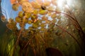 Colorful Lily Pads and Sunlight in Pond Royalty Free Stock Photo