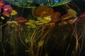 Colorful Lily Pads Underwater in Cape Cod Lake Royalty Free Stock Photo