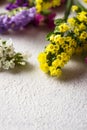 Colorful Limonium flower on white background