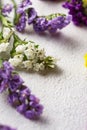 Colorful Limonium flower on white background