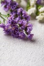 Colorful Limonium flower on white background