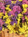 Colorful Limonium flowers