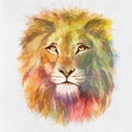 Colorful Lion Head Drawn on Paper