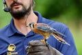 Colorful little American kestrel perched on glove of falconer at The Raptors, Duncan, BC