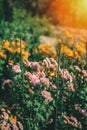 Colorful little chrysanthemum growing on a Bush in the Park. Lovely little flowers for cutting and gift