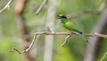 Colorful little green bee-eater bird perch on a bare tree branch, bird chirping loudly, Cute bee-eater Spotted in Yala national Royalty Free Stock Photo