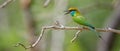 Colorful little green bee-eater bird perch on a bare tree branch wide view photograph, bird chirping loudly, Cute bee-eater Royalty Free Stock Photo