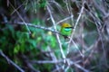 Colorful little green bird named bee-eater is sitting on a dry twig in the Yala Nationalpark Royalty Free Stock Photo