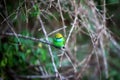 Colorful little green bird named bee-eater is sitting on a dry twig in the Yala Nationalpark Royalty Free Stock Photo