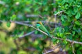 Colorful little green bird named bee-eater is sitting on a dry twig in the Yala Nationalpark Royalty Free Stock Photo