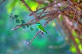 Colorful little green bird named bee-eater is sitting on a dry twig in the Yala Nationalpark Royalty Free Stock Photo