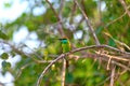 Colorful little green bird named bee-eater is sitting on a dry twig in the Yala Nationalpark Royalty Free Stock Photo