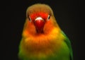 Colorful little parrot Royalty Free Stock Photo